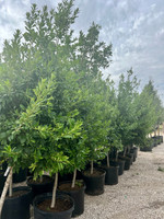 Eagleston Holly - Tree Form made by here at Twin Oaks Nursery & Supply