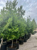  Evergreen Trees Twin Oaks Nursery & Supply