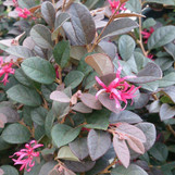 Cerise Charm Loropetalum made by here at Twin Oaks Nursery & Supply