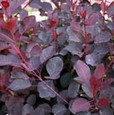 Dusky Maiden Smoketree made by here at Twin Oaks Nursery & Supply