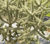 Cholla Cactus made by here at Twin Oaks Nursery & Supply