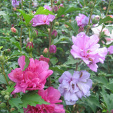 Double Fireworks Althea (Rose of Sharon)