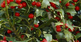 Christmas Jewel Holly made by here at Twin Oaks Nursery & Supply