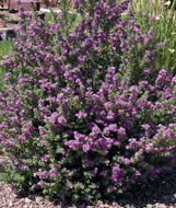 Compact Texas Sage