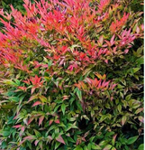 Domestica Regular Nandina