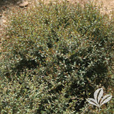 Dwarf Yaupon Holly