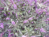 Flip Side Vitex made by here at Twin Oaks Nursery & Supply