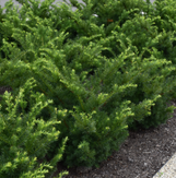 Densiformis Yew