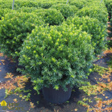 Densiformis Yew