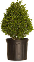 Compacta Holly made by here at Twin Oaks Nursery & Supply