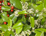 Foster holly made by here at Twin Oaks Nursery & Supply