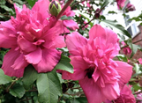 Double Red Altea (Rose of Sharon)