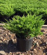 Compact Andorra Juniper