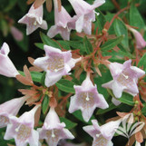 Edward Goucher Abelia made by here at Twin Oaks Nursery & Supply