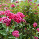 Double Play Doozie Spirea made by here at Twin Oaks Nursery & Supply