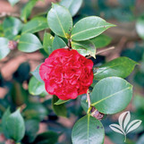 Camellia 'Professor Sargent' made by here at Twin Oaks Nursery & Supply