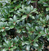 Cleyera japonica made by here at Twin Oaks Nursery & Supply
