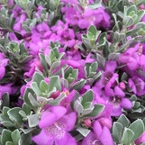 Desperado Texas Sage made by here at Twin Oaks Nursery & Supply