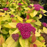 Double Play Candy Corn Spirea made by here at Twin Oaks Nursery & Supply