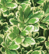 Mojo Pittosporum