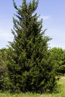 Hetzi Column Juniper