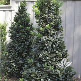 Liberty Holly made by here at Twin Oaks Nursery & Supply
