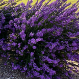Heavenly Cloud Texas Sage made by here at Twin Oaks Nursery & Supply