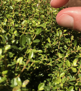 Micron holly made by here at Twin Oaks Nursery & Supply
