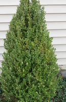 Green Mountain Boxwood made by here at Twin Oaks Nursery & Supply