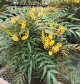 Funky Flow Mahonia made by here at Twin Oaks Nursery & Supply