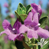 Green Cloud Texas Sage made by here at Twin Oaks Nursery & Supply