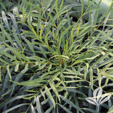 Indigo Flair Mahonia made by here at Twin Oaks Nursery & Supply