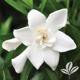 Frost Proof Gardenia