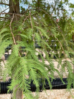 Standard Bald Cypress
