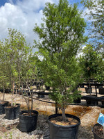 Standard Bald Cypress