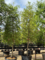 Standard Bald Cypress