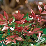 Obsession Nandina