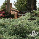 Grey Owl Juniper made by here at Twin Oaks Nursery & Supply
