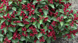 Maroon Swoon Weigela made by here at Twin Oaks Nursery & Supply