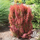 Orange Rocket Barberry made by here at Twin Oaks Nursery & Supply