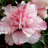 Peppermint Smoothie Althea (Rose of Sharon) made by here at Twin Oaks Nursery & Supply