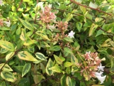 Francis Mason Abelia made by here at Twin Oaks Nursery & Supply