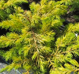 Golden Pacific Juniper is here at  Twin Oaks Nursery & Supply in Denison & Sherman Tx