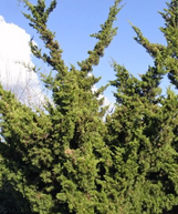Hollywood Juniper