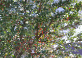Pride Of Houston Yaupon Holly