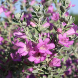 San Antonio Rose Texas Sage