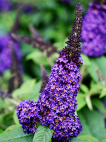 Pugster Butterfly Bush (Buddleia) made by here at Twin Oaks Nursery & Supply