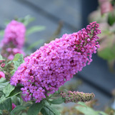 Pugster Butterfly Bush (Buddleia)