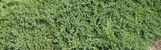 Procumbens Juniper (Nana/Greenmound) made by here at Twin Oaks Nursery & Supply