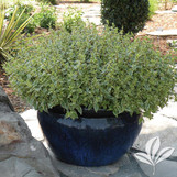 Radiance Abelia made by here at Twin Oaks Nursery & Supply